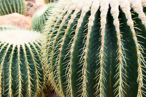 a group of golden barrel cacti in a desert garden