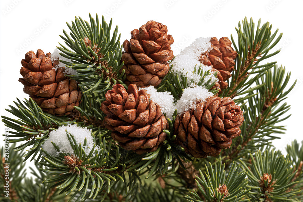 Fototapeta premium Christmas pine tree branches with pinecones and snow pine needle pinecone branches