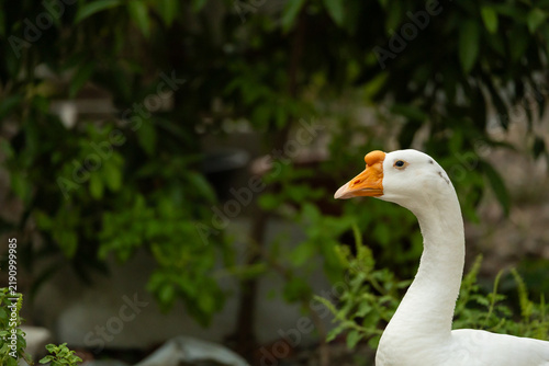 Bild auf Leinwand White domestic goose with orange beak in a lush green garden.