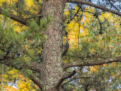 Pileated Woodpecker on Pine Tree Trunk in Autumn Forest