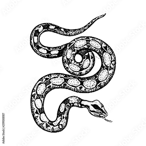 фотографія Detailed vintage stippled illustration of a curled snake in engraving style with