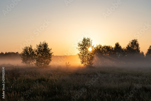 Konstfotografi Atmospheric Tyndall effect with crepuscular rays shining through a birch grove d
