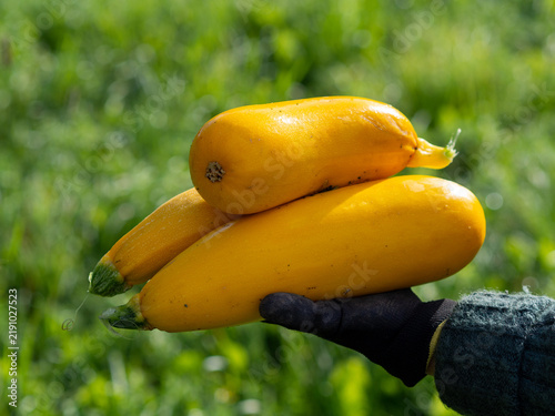 Canvastavla Fresh ripe yellow zucchini squash harvested from a home garden, held in a gloved