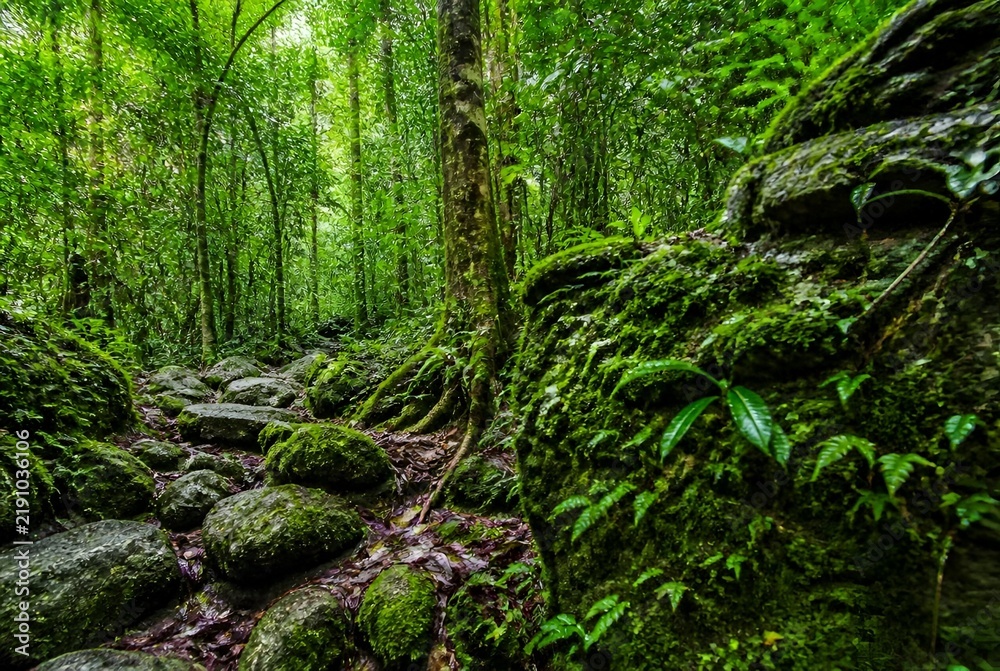 Obraz premium Lush Green Rain Forest with Moss-Covered Rocks and Dense Tropical Foliage in Nature