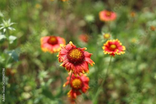 Indian blanket flowers growing wild in a sunny garden bed.