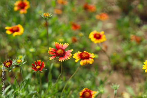 Indian blanket flowers growing wild in a sunny garden bed.