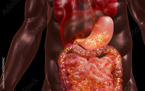 Human Digestive System Showing Stomach, Small and Large Intestines with Food Digestion and Nutrient Movement Through Gastrointestinal Tract, Internal Organs and Human Anatomy 3D Rendering