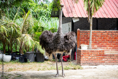 Obraz na płótnie Full Length Ostrich Standing Outdoors in a Farm Environment with Tropical Plants