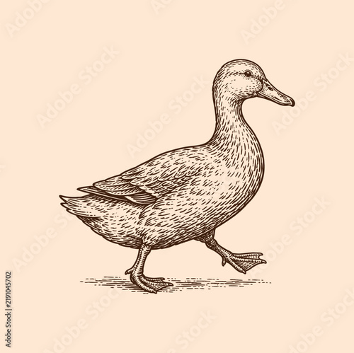 An elegant vintage style engraving illustration of a domestic duck walking isolated on a light background