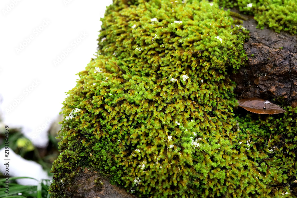 Obraz premium Green moss with of white snow.