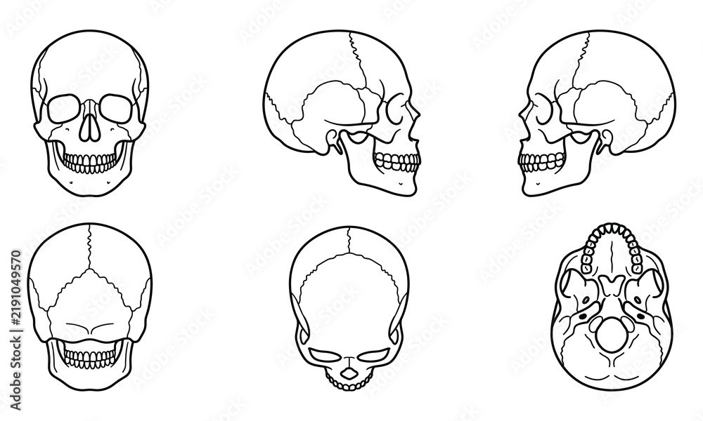 Fototapeta premium Human Skull Vector Line Art Collection with Multiple Angle Views for Medical and Educational Graphic Design Projects