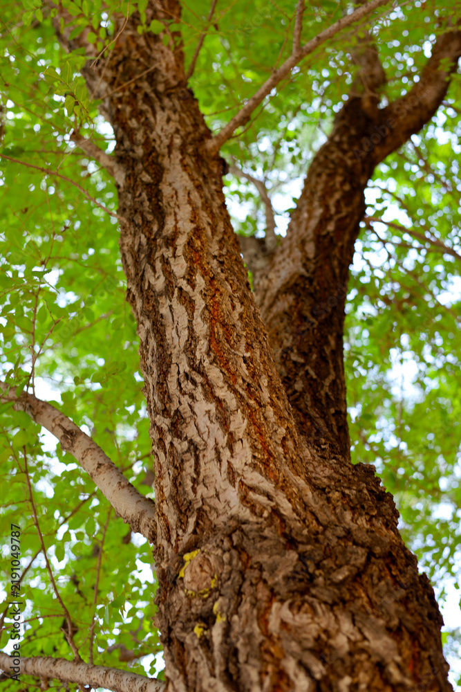 Obraz premium Tree trunk with rough dark bark