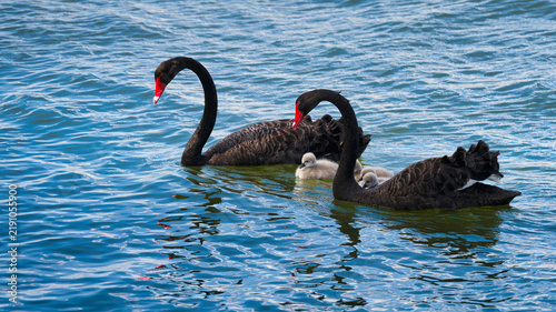 Black swan family swimming on Lake Mulwala