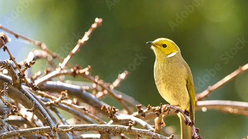 Cuadro en lienzo Yellow faced bird illuminated by warm woodland sunlight