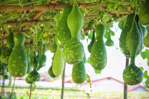 Long neck bottle gourd hanging on wood roof structure