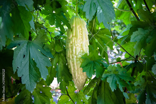Organic bitter melon hanging on green leaf background