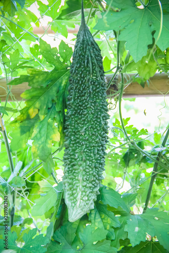Fresh momordica charantia hanging  in vegetable farm