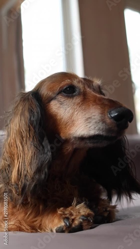 Long-haired red dachshund resting on a sofa indoors, with expressive eyes, silky ears and soft natural window light. Cozy pet portrait for dog, home and lifestyle themes.