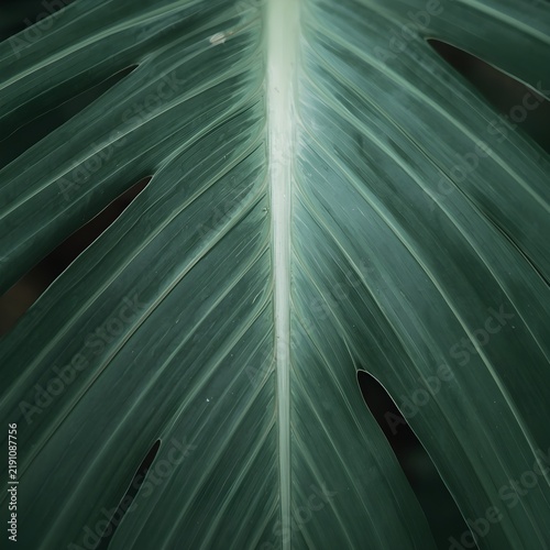 Sage green tropical leaf macro background with detailed veins and moody natural foliage copy space