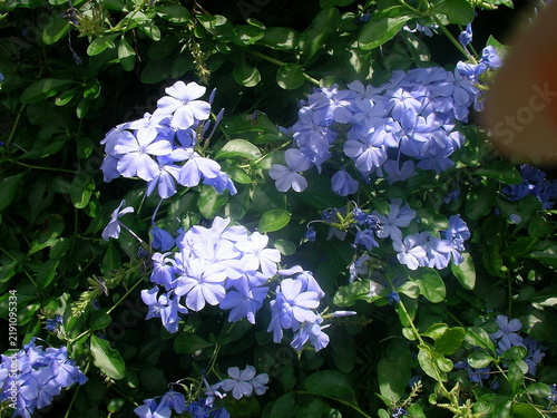 Foto Blue plumbago flowers blooming in sunlight in garden