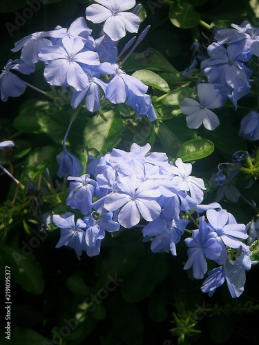 Cuadro en lienzo Blue plumbago flowers blooming in sunlight in garden