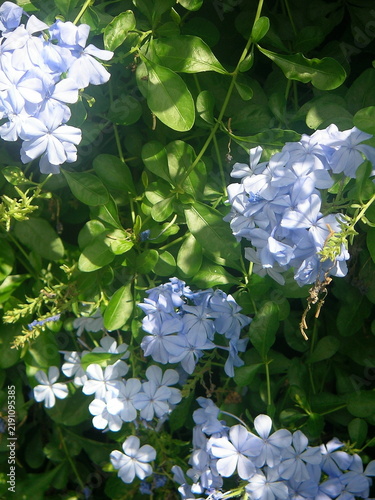 Fotografie Blue plumbago flowers blooming in sunlight in garden