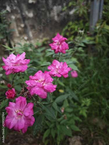 Flower in Full Bloom in a Peaceful Summer Garden