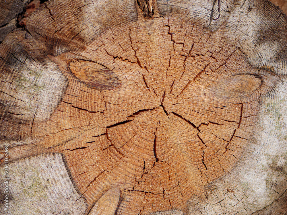 Fototapeta premium Cross section of an old tree trunk showing growth rings, branch knots, deep radial cracks and natural wood grain, creating a detailed rustic texture for forestry, woodworking and design.