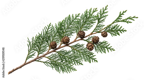 Green cypress branch with small cones isolated on transparent background