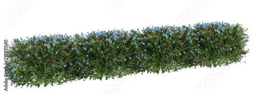 Foto Plumbago auriculata Isolated PNG, Long Blue Flowering Hedge, Transparent Backgro
