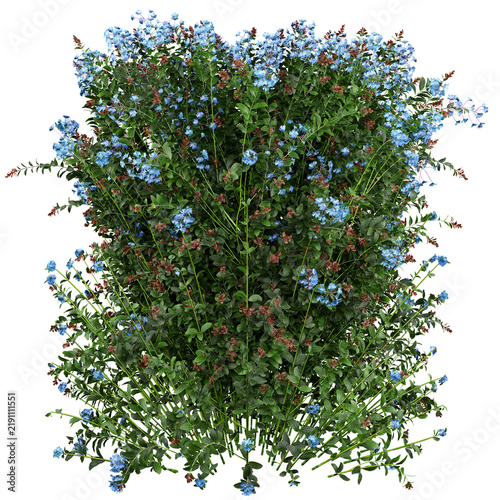 Cuadro en lienzo Plumbago auriculata Isolated PNG, Upright Blue Flowering Shrub, Transparent Back