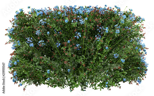 фотографія Plumbago auriculata Isolated PNG, Blue Flowering Hedge Shrub, Transparent Backgr