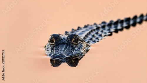 Close-up of an alligator's head and reflection in shallow, peach-colored water
