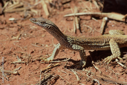 Foto View of a sand goanna (Varanus gouldi) commonly known as Goulds monitor lizard