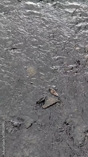 ducks on the river, top view