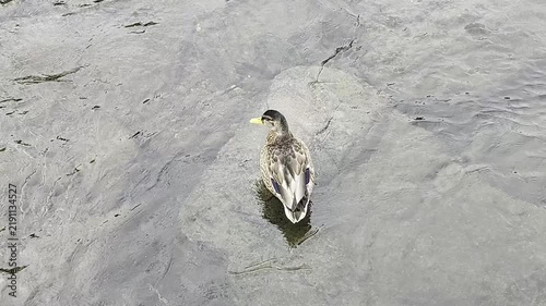 ducks on the river, top view