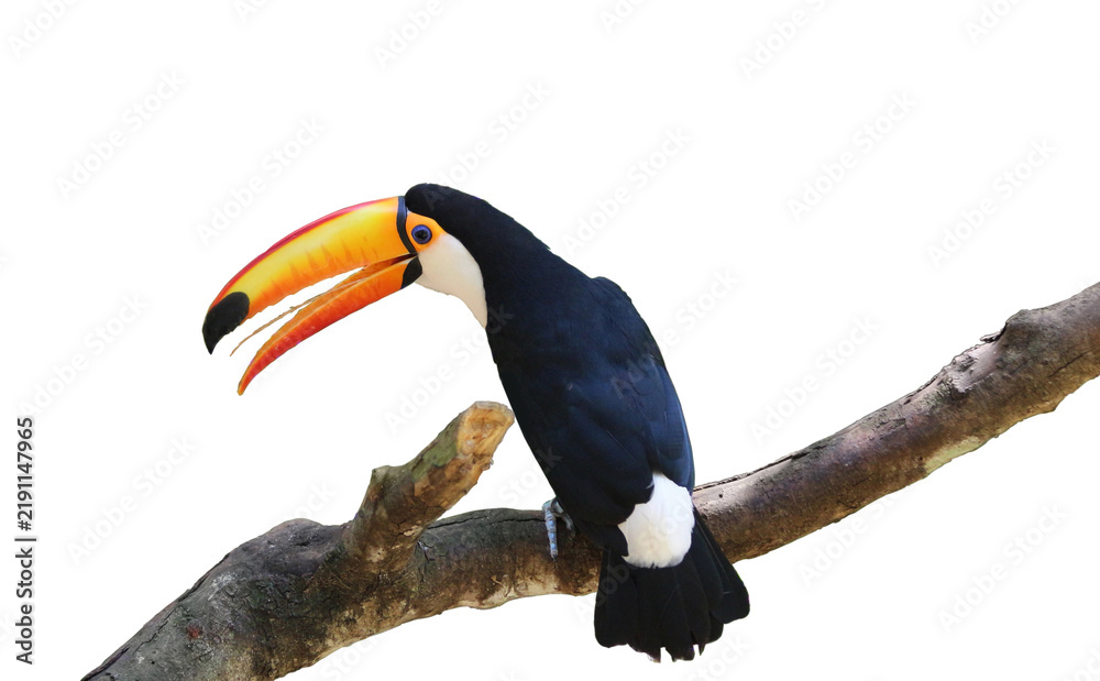 Obraz premium Toucan bird on branch, isolated as element