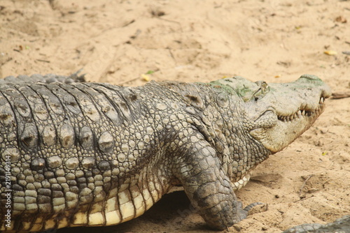 Animals and birds found in a zoological park