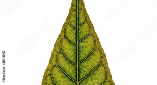 Obraz w ramie Green Leaf with Visible Veins and Texture.