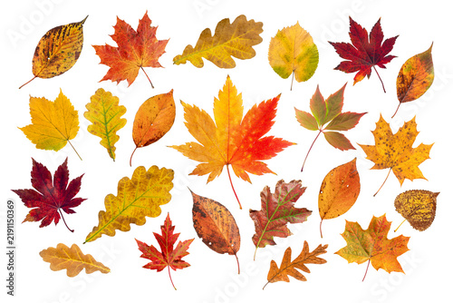 Autumn leaves with natural color patterns isolated transparent png