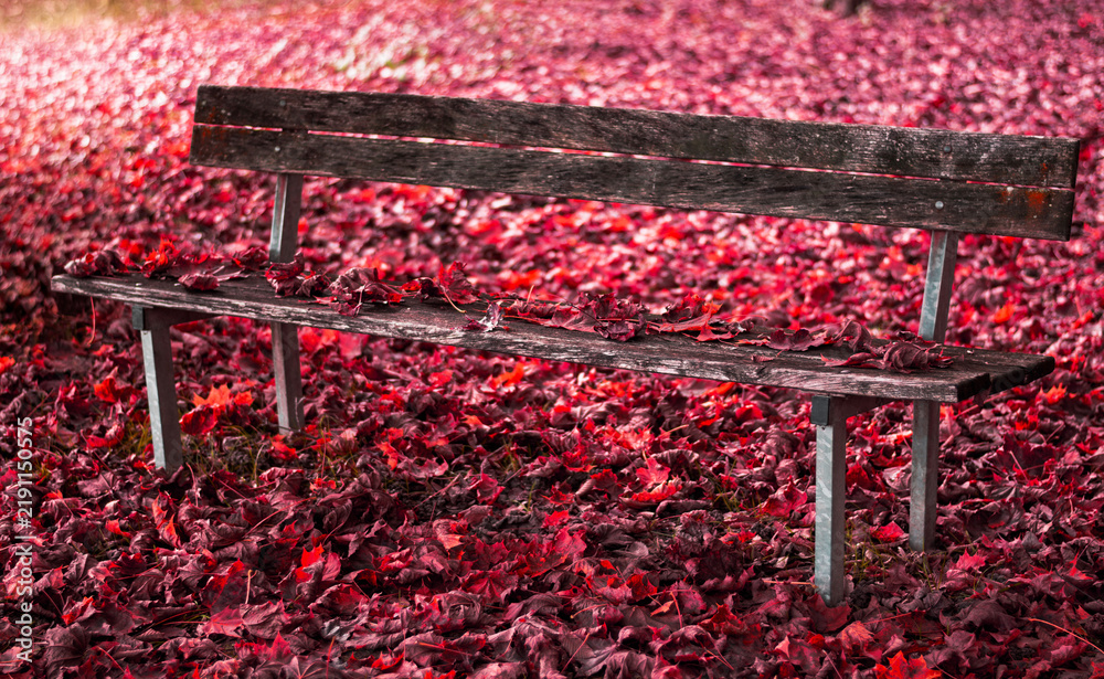 Obraz premium An old wooden bench immersed in a soft and suggestive carpet of red autumn leaves