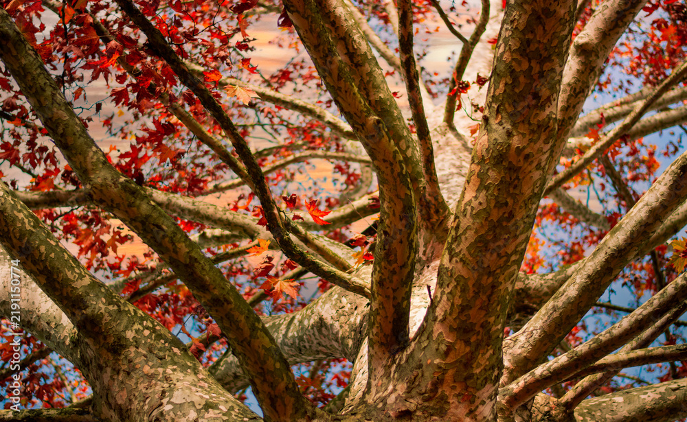 Obraz premium The majestic natural architecture of the tree that opens upwards revealing warm shades of the cold season