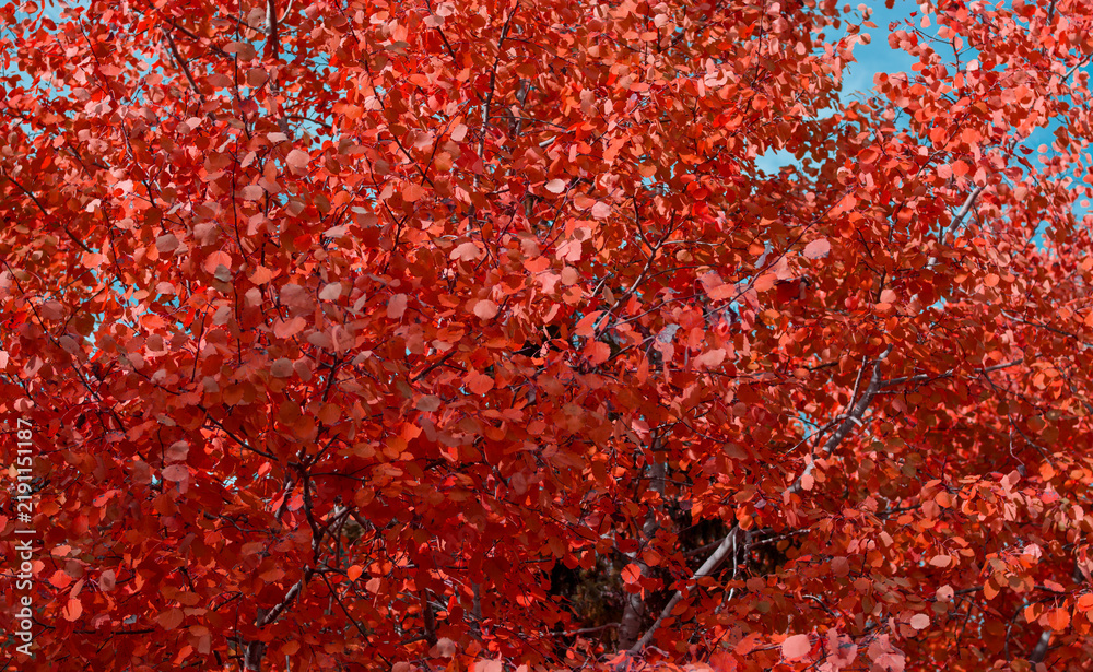 Obraz premium The extraordinary chromatic display of autumnal branches that fill the entire gaze with scarlet hues