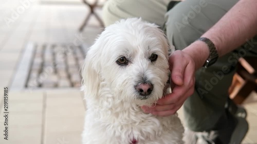 Owner gently petting and cuddling a small white Maltipoo dog outdoors during a walk. The affectionate dog enjoys attention in a peaceful outdoor setting