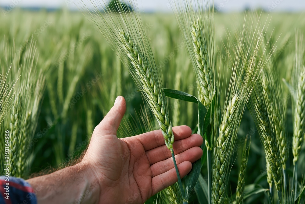 Obraz premium The Wheat Closeup Hand Touching Ears In A Lush Green Field