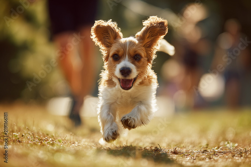 happy dog running park