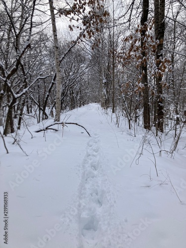 Snow-covered forest trail in winter in Hokkaido, Japan