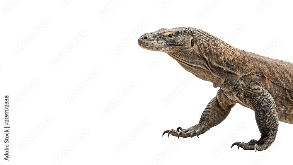 Obraz premium Komodo dragon reptile giant lizard walking isolated on transparent background.