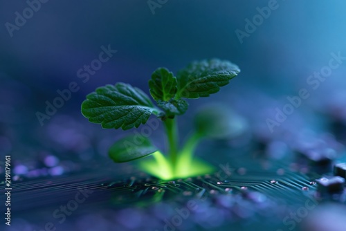 Obraz na płótnie The Tiny Seedling Reaching Skyward From a Luminous Water Surface