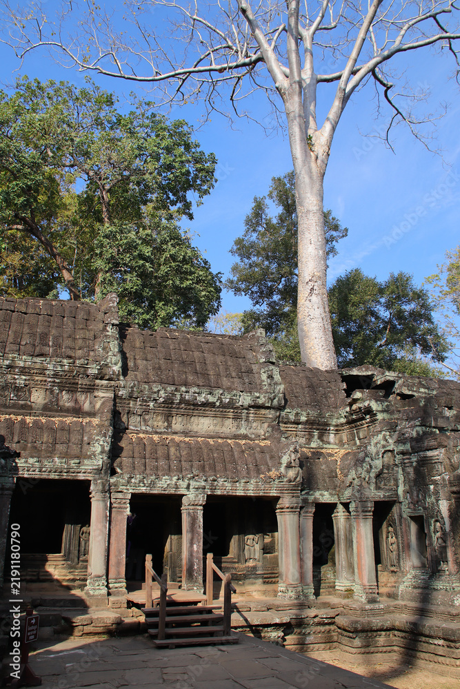 Fototapeta premium ruined buddhist and hindu khmer temple (ta prohm) in angkor in siem reap in cambodia 